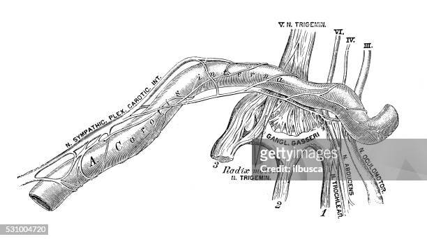 human anatomy scientific illustrations: internal carotid plexus - carotid artery stock illustrations
