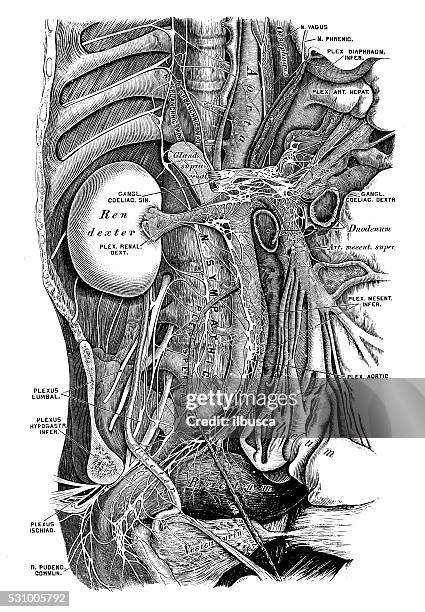 Sympathicus D30 Large Intestine Drawing Stock-Fotos und Bilder - Getty Images