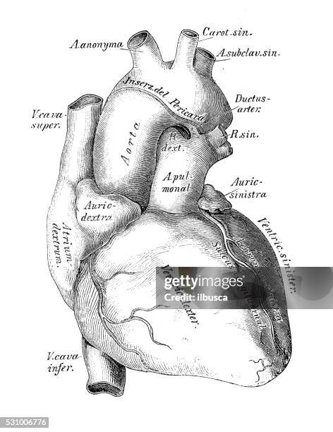 human anatomy scientific illustrations: heart, veins and arteries - ligament stock illustrations
