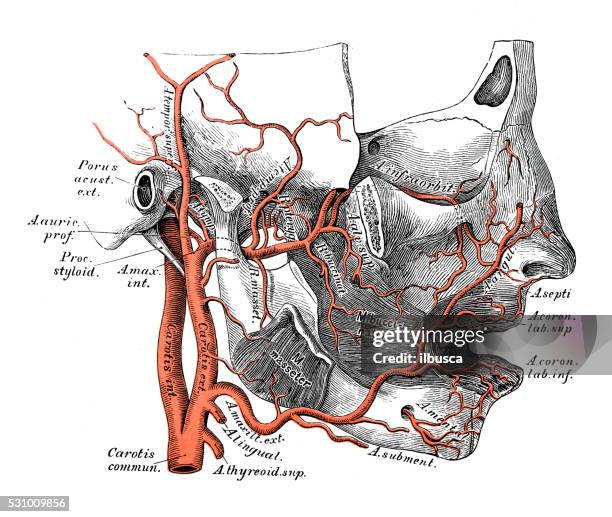 human anatomy scientific illustrations: maxillary artery - human head veins stock illustrations