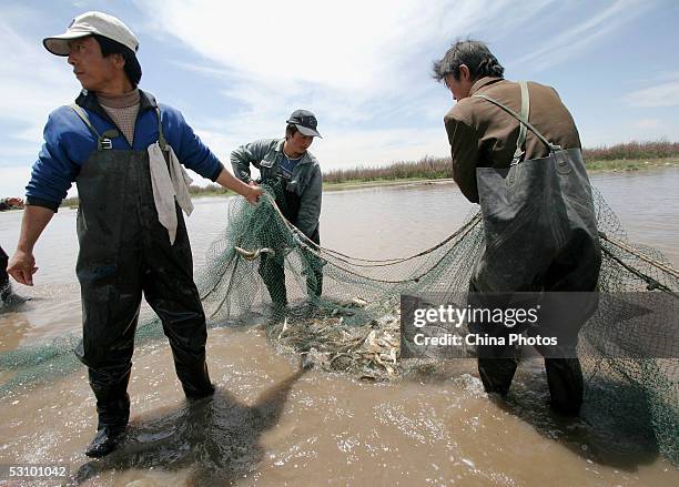 Workers of the Scale-less Carps Hatchery net scale-less carps at the Qinghai Lake for artificial fertilization on June 18, 2005 in Gangcha County of...