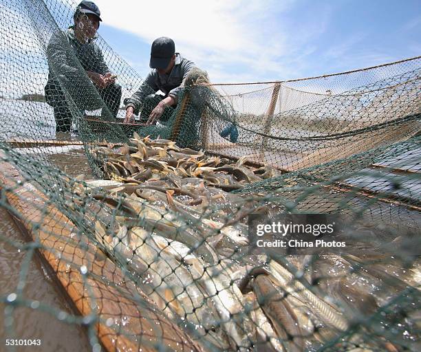 Workers of the Scale-less Carps Hatchery net scale-less carps at the Qinghai Lake for artificial fertilization on June 18, 2005 in Gangcha County of...