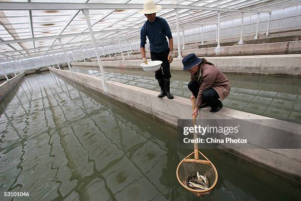 Workers of the Scale-less Carps Hatchery scoop scale-less carps into nets for artificial fertilization at a fish farm on June 18, 2005 in Gangcha...