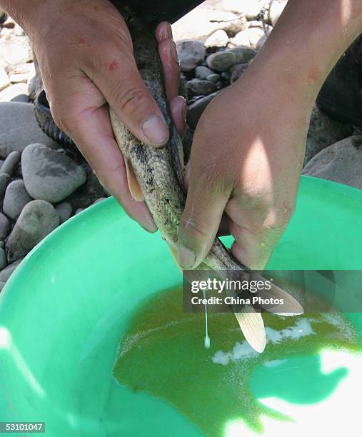 Worker of the Scale-less Carps Hatchery helps scale-less carps release sperm to fertilize spawn in the basin on June 18, 2005 in Gangcha County of...