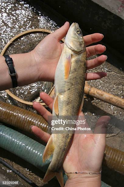 Worker of the Scale-less Carps Hatchery displays a scale-less carp at a fish farm on June 18, 2005 in Gangcha County of Qinghai Province, China....