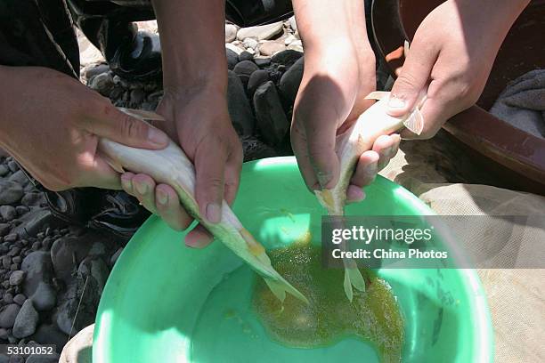 Workers of the Scale-less Carps Hatchery help scale-less carps ovulate before they carry out artificial fertilization on June 18, 2005 in Gangcha...