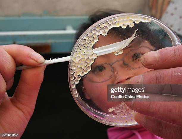 Worker of the Scale-less Carps Hatchery inspects scale-less carps germ cells on a petri dish on June 18, 2005 in Gangcha County of Qinghai Province,...