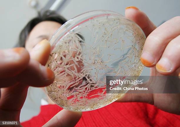 Worker of the Scale-less Carps Hatchery inspects scale-less carps hatched fries on a Petri dish on June 18, 2005 in Gangcha County of Qinghai...