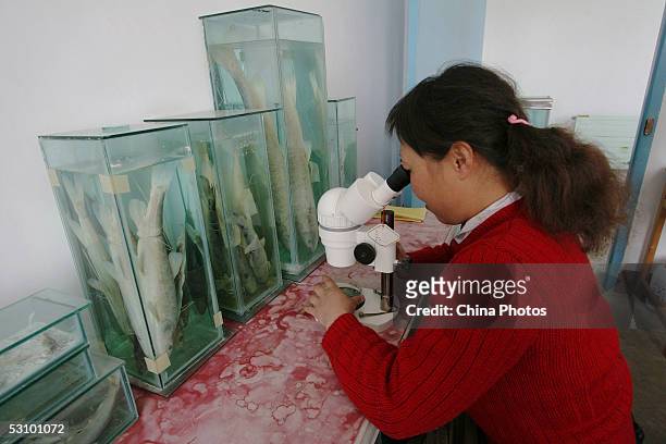 Worker of the Scale-less Carps Hatchery inspects germ cells of scale-less carps with a microscope on June 18, 2005 in Gangcha County of Qinghai...