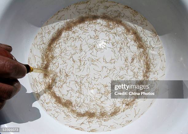 Worker of the Scale-less Carps Hatchery removes hatched scale-less carp fries for research on June 18, 2005 in Gangcha County of Qinghai Province,...