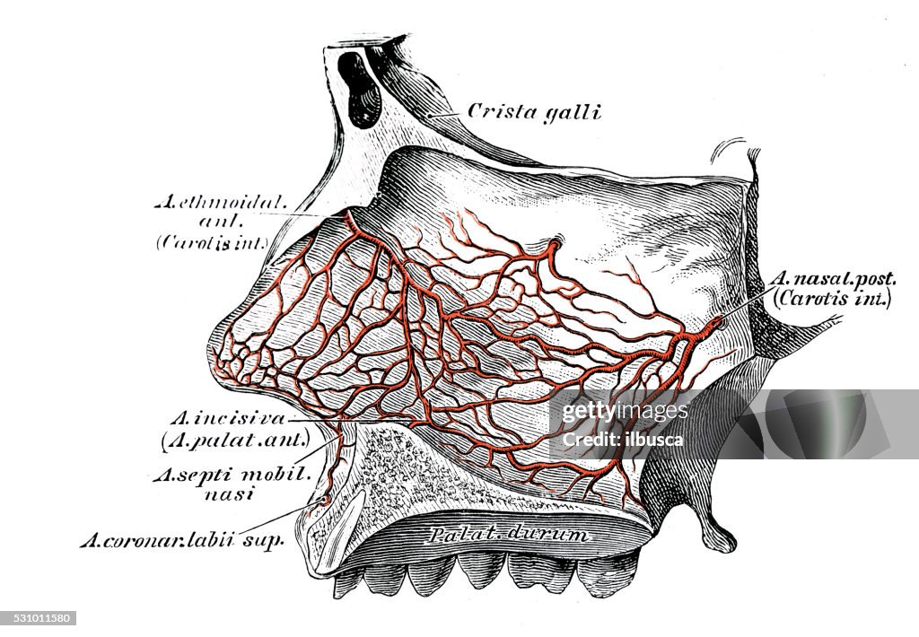 Human anatomy scientific illustrations: nose arteries