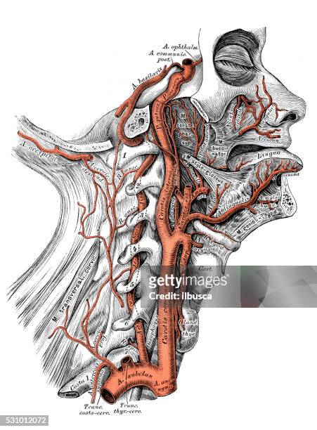 human anatomy scientific illustrations: internal carotid artery and vertebral artery - carotid artery stock illustrations