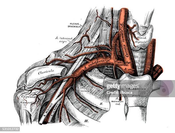 human anatomy scientific illustrations: subclavian artery - vein muscle stock illustrations