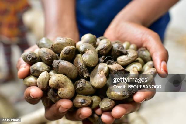 Raw cashew nuts are checked at a warehouse on May 12 in Abidjan, as the Cashew nut season begins. - The Ivory Coast produces some 725.000 tonnes of...