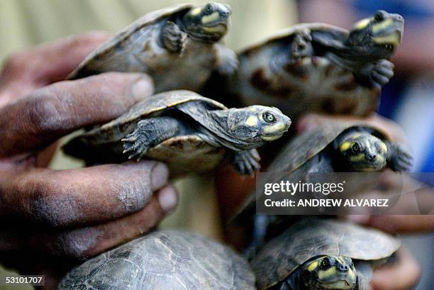 Tortugas Arrau son liberadas en las riveras del rio Mocapra, en Calabozo, 80 km al sur de Caracas, el 18 de junio de 2005. Un total de 5000...