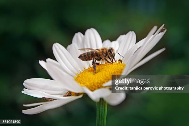 bee collecting pollen - bees on flowers stockfoto's en -beelden