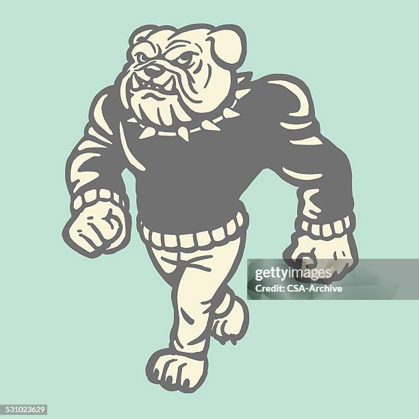 bulldogge trägt pullover - maskottchen stock-grafiken, -clipart, -cartoons und -symbole