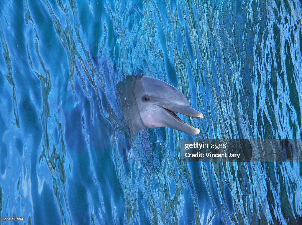 Dolphin in Mexico