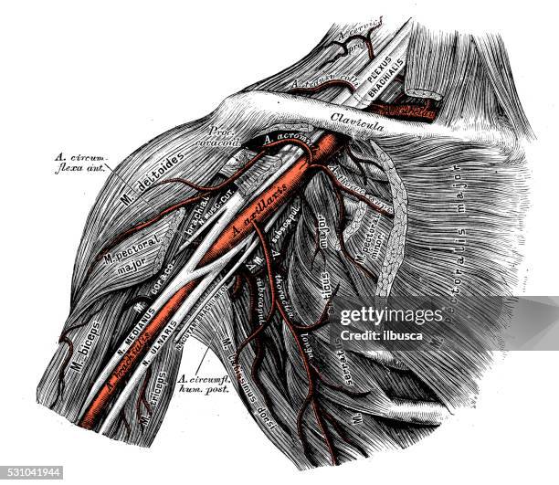 ilustraciones, imágenes clip art, dibujos animados e iconos de stock de ilustraciones científicas de anatomía humana : arteria axilar - hombro