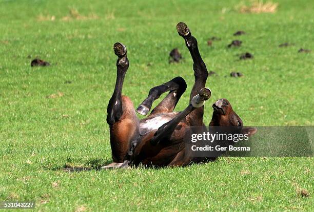 foal rolling on back - horses playing stock pictures, royalty-free photos & images