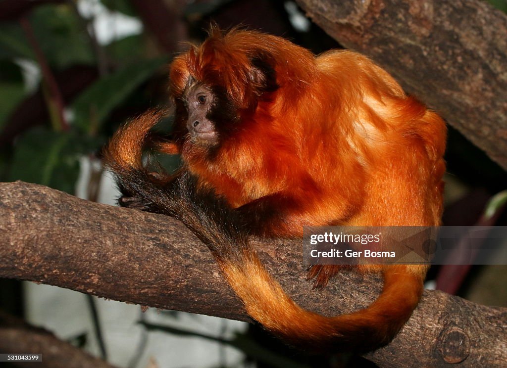 Golden Lion Tamarin Monkey