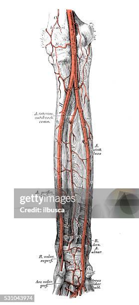 Inner Forearm Layout.pdf Inner Forearm Photos and Premium High Res Pictures - Getty Images