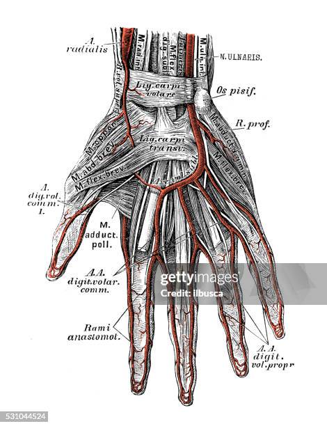 human anatomy scientific illustrations: hand arteries - human bone cross section stock illustrations