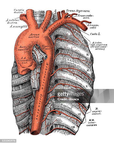 ilustraciones, imágenes clip art, dibujos animados e iconos de stock de ilustraciones científicas de anatomía humana : aorta torácica - aorta