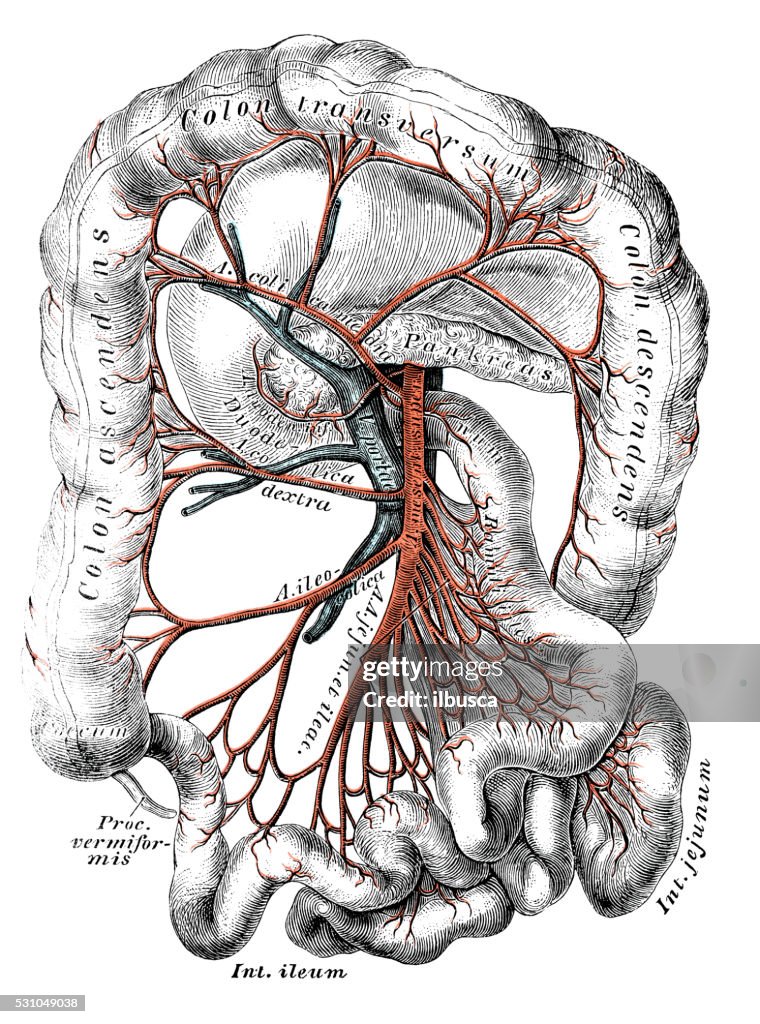Human anatomy scientific illustrations: Superior mesenteric artery