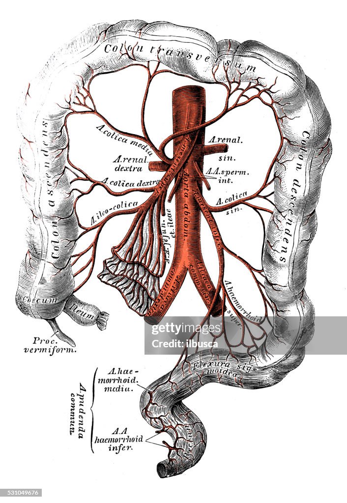 Human anatomy scientific illustrations: Inferior mesenteric artery