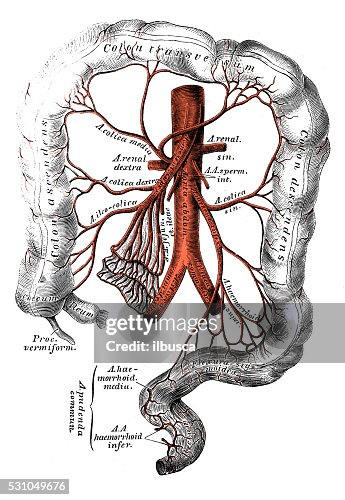 Superior Mesenteric Artery