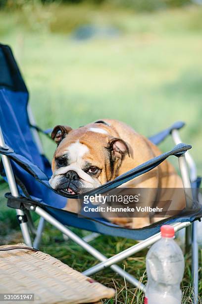 english bulldog sitting on camping chair - the comedy tent stock pictures, royalty-free photos & images