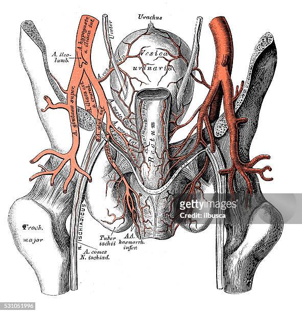 human anatomy scientific illustrations: pelvis arteries - male crotch stock illustrations