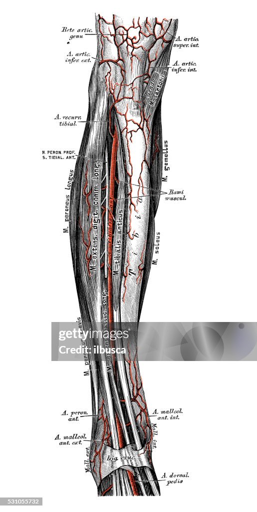 Human Anatomy Scientific Illustrations Leg Arteries High-Res Vector ...