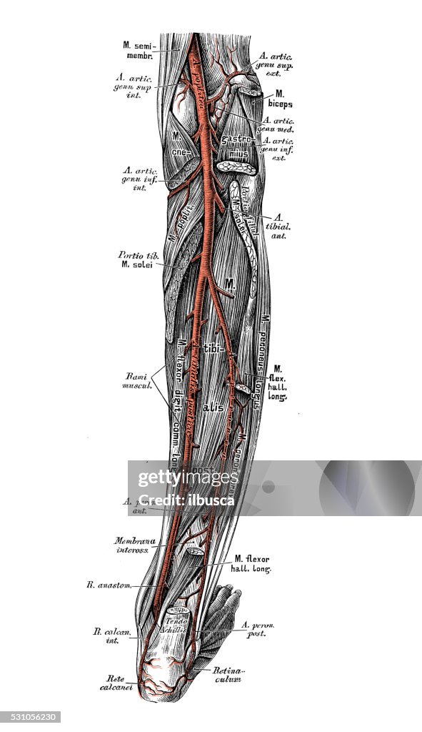 Human Anatomy Scientific Illustrations Leg Arteries High-Res Vector ...