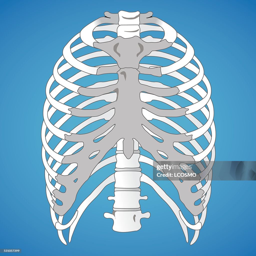 Human Rips Illustration Anatomy Human Rib Cage High-Res Vector Graphic - Getty Images