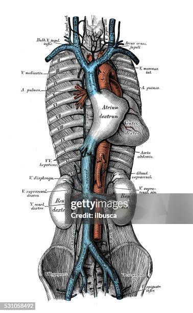 ilustraciones, imágenes clip art, dibujos animados e iconos de stock de ilustraciones científicas de anatomía humana : venas cavas - vena cava vena humana