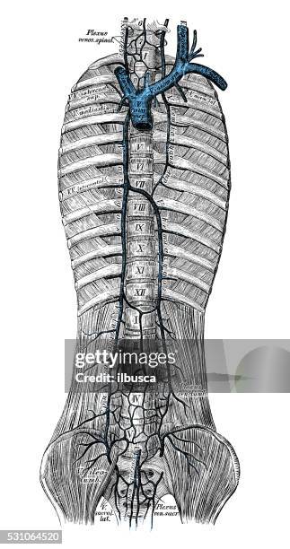 ilustraciones, imágenes clip art, dibujos animados e iconos de stock de ilustraciones científicas de anatomía humana : vena azygos - azygos vein