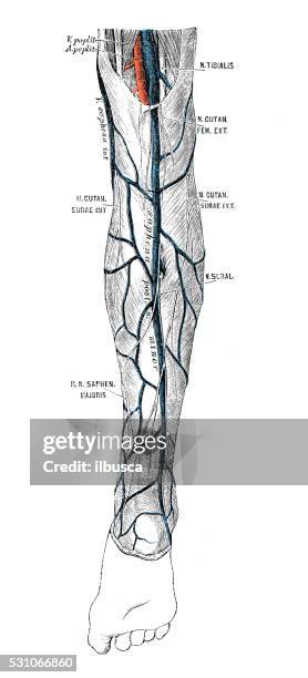 128 Ilustraciones de Calf Muscle Anatomy - Getty Images 128 Ilustraciones de Calf Muscle Anatomy - Getty Images