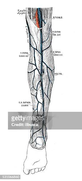 human anatomy scientific illustrations: leg veins - calf human leg stock illustrations