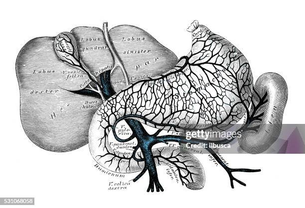 anatomie des menschen wissenschaftliche illustrationen : portal-venösen system - human-digestive-system-diagram stock-grafiken, -clipart, -cartoons und -symbole