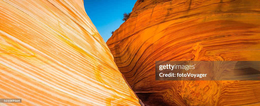 Desert strata swirling along slot canyon The Wave Arizona USA