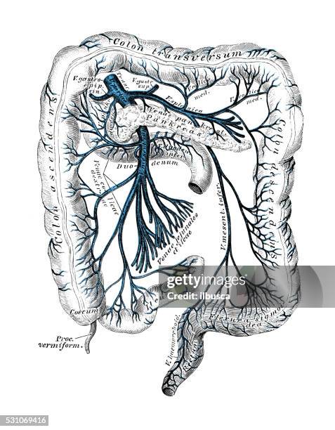 anatomie des menschen wissenschaftliche illustrationen : portal-venösen system - human-digestive-system-diagram stock-grafiken, -clipart, -cartoons und -symbole