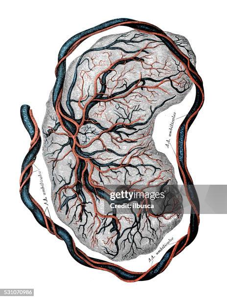 human anatomy scientific illustrations: placenta - tissue anatomy stock illustrations