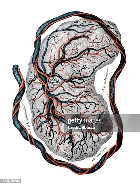 human anatomy scientific illustrations: placenta - placenta 幅插畫檔、美工圖案、卡通及圖標