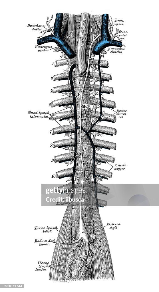 Anatomie des Menschen wissenschaftliche Illustrationen : Thorax Duktus