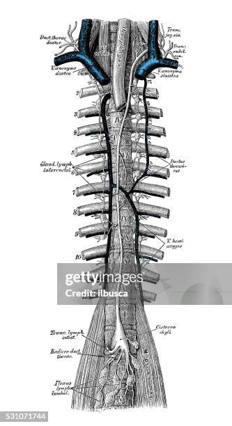 human anatomy scientific illustrations: thoracic duct - lymphatic system diagram stock illustrations
