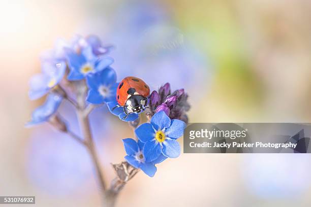 ladybird on forget-me-not flowers - forget me nots stock-fotos und bilder