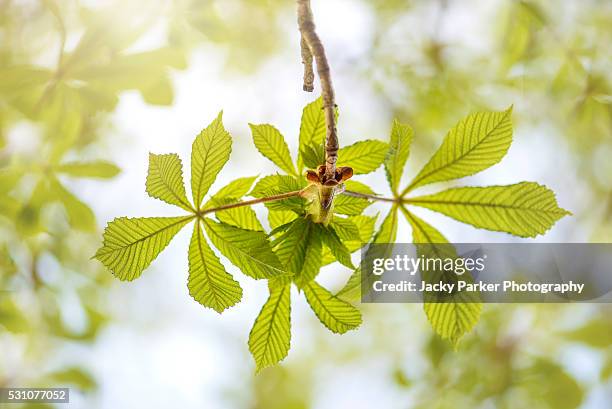 horse chestnut spring green leaves - picture of a buckeye tree - fotografias e filmes do acervo