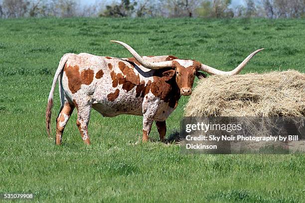 texas longhorn bull - dickinson texas stock pictures, royalty-free photos & images